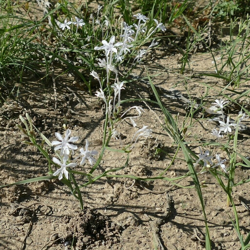 Afrosolen gracilis photo 4