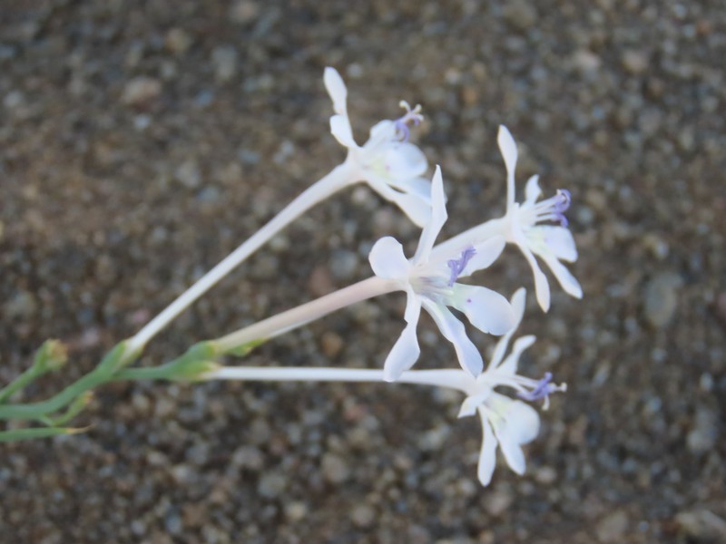 Afrosolen gracilis photo 5