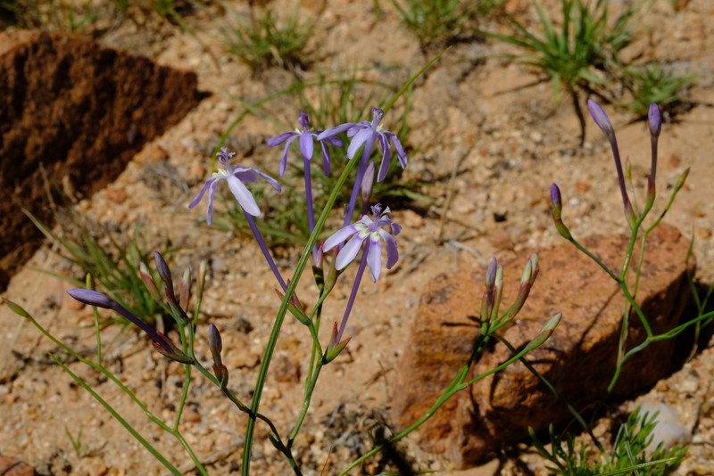 Afrosolen gracilis photo 6