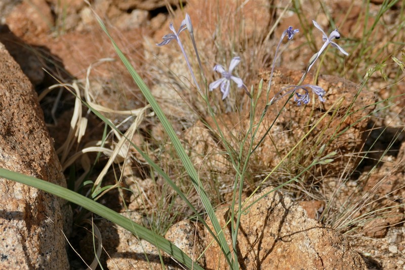 Afrosolen gracilis photo 7