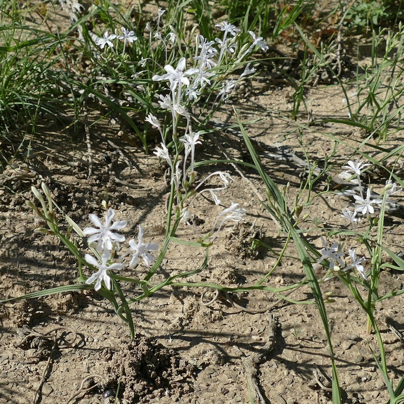 Afrosolen gracilis photo 8