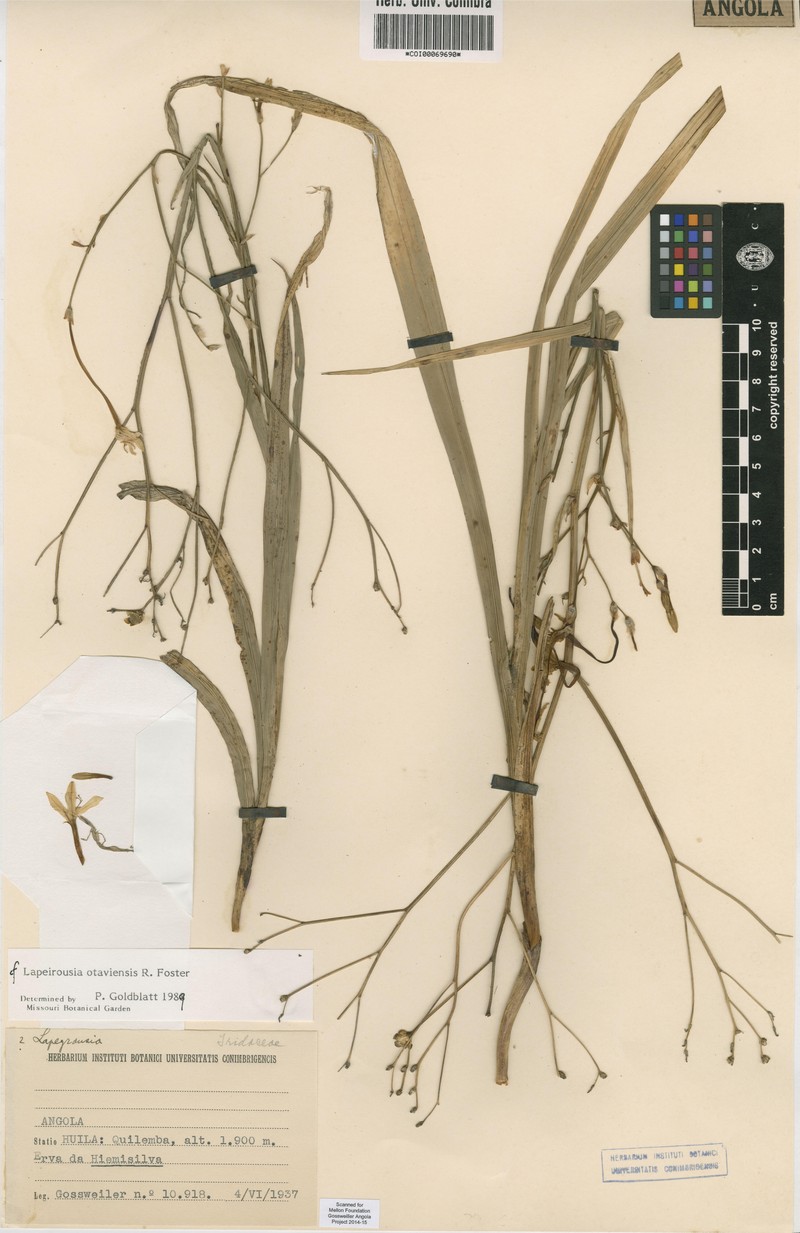 Afrosolen otaviensis