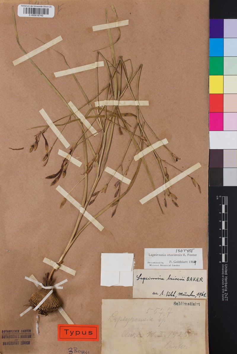 Afrosolen otaviensis photo 2