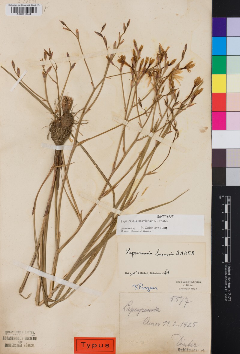 Afrosolen otaviensis photo 3
