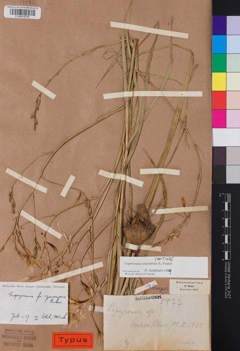 Afrosolen otaviensis photo 4