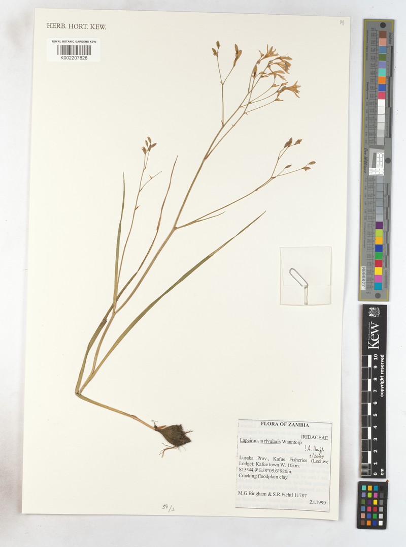Afrosolen rivularis