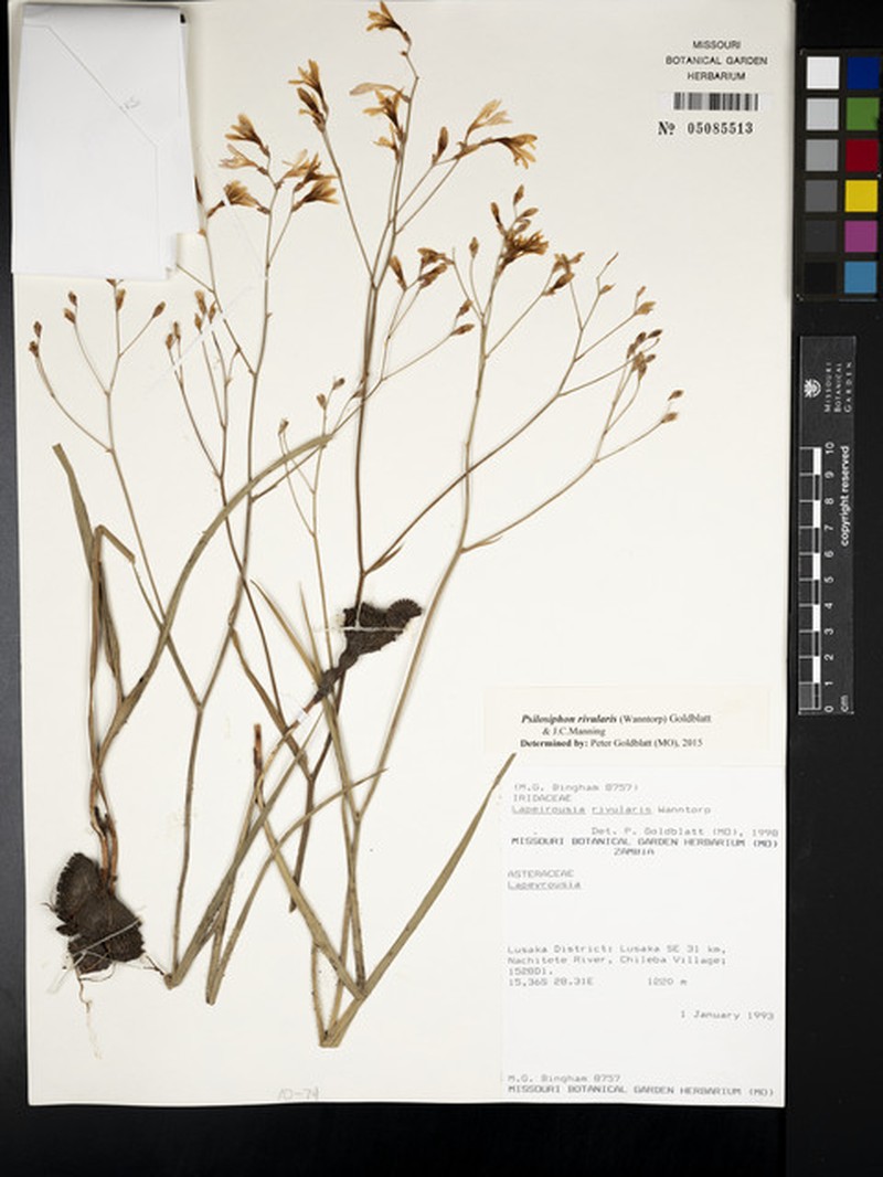 Afrosolen rivularis photo 2