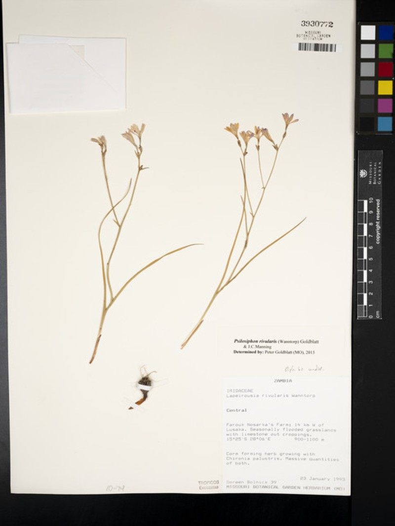 Afrosolen rivularis photo 3