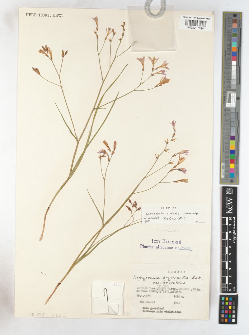 Afrosolen rivularis photo 4