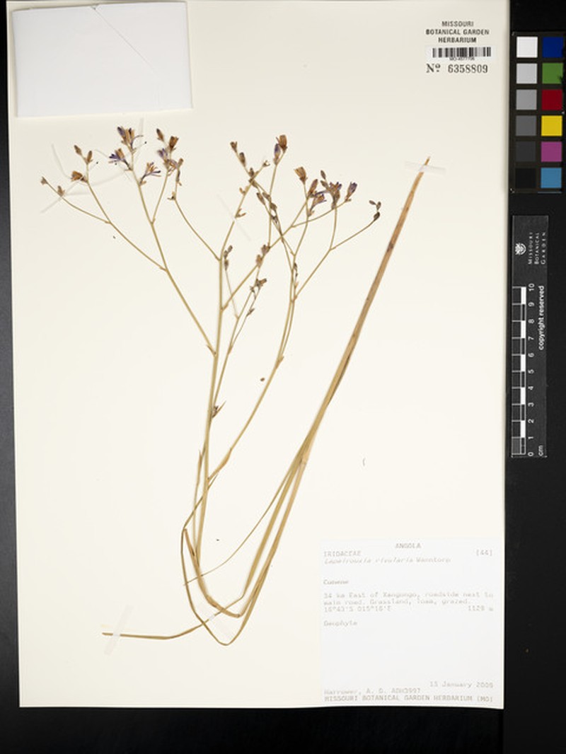 Afrosolen rivularis photo 5