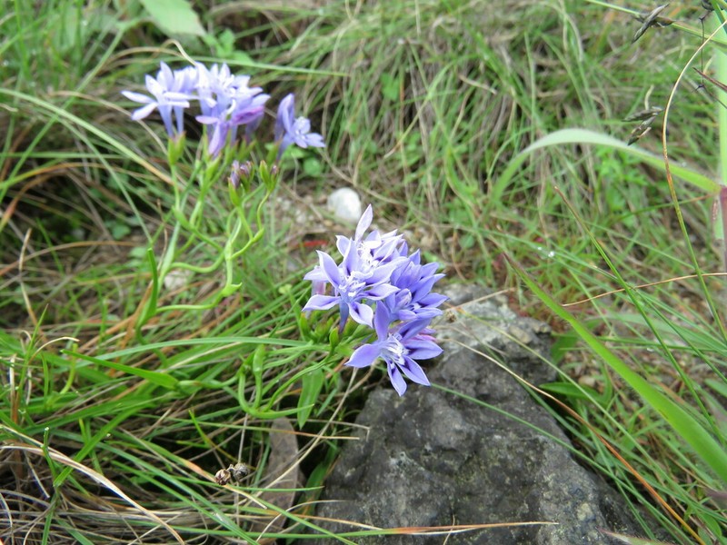 Afrosolen setifolius