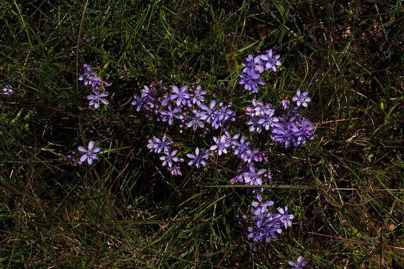 Afrosolen setifolius photo 2