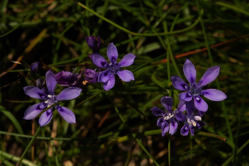 Afrosolen setifolius photo 3