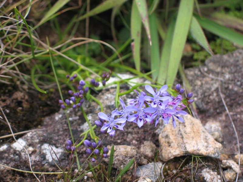 Afrosolen setifolius photo 4