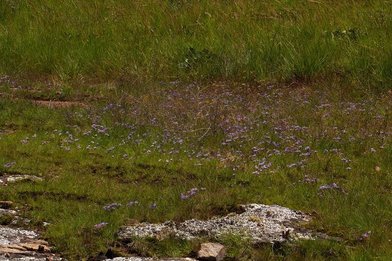 Afrosolen setifolius photo 7