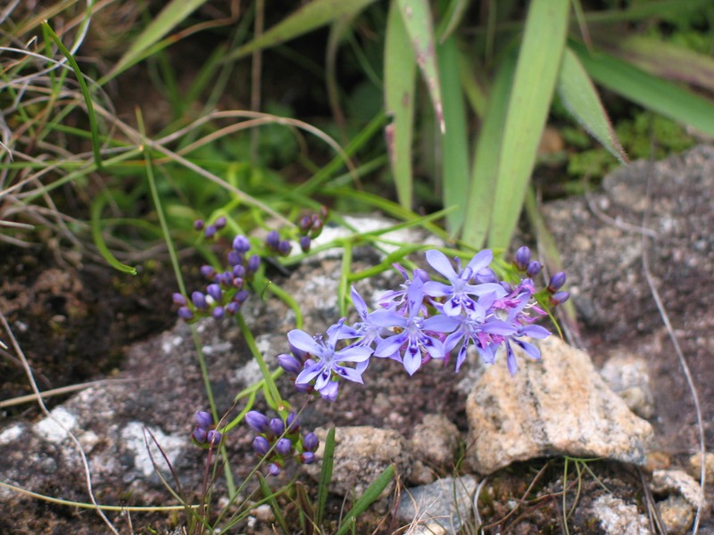 Afrosolen setifolius photo 8