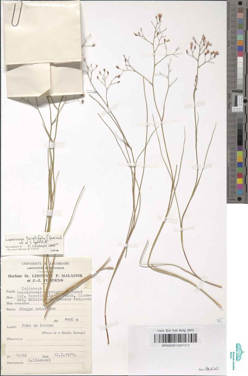 Afrosolen teretifolius