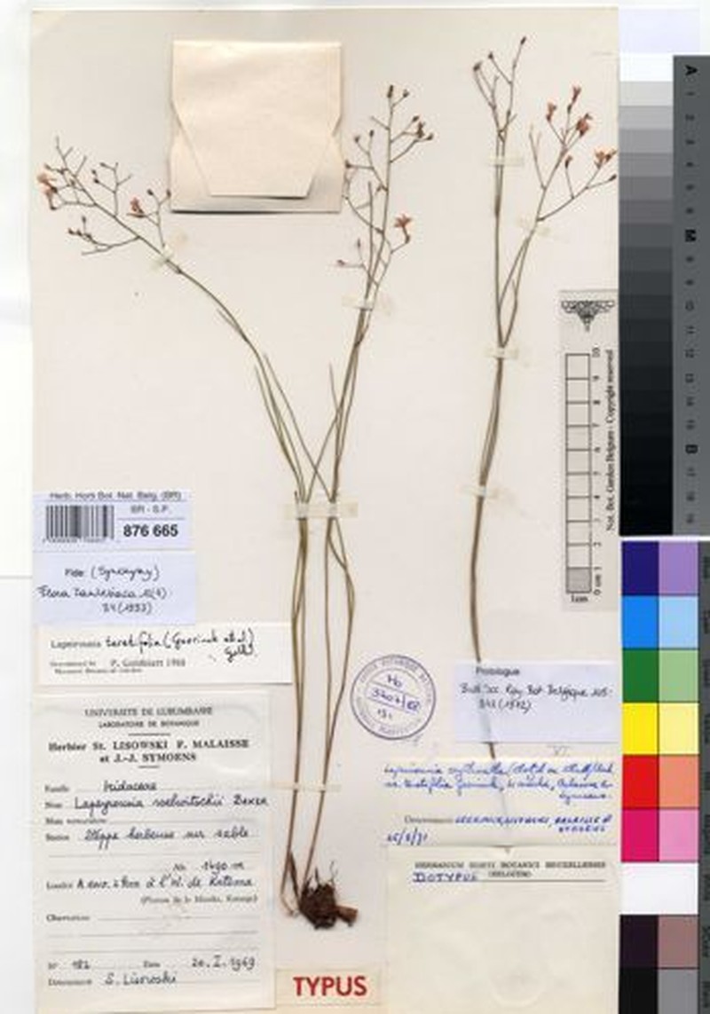 Afrosolen teretifolius photo 4