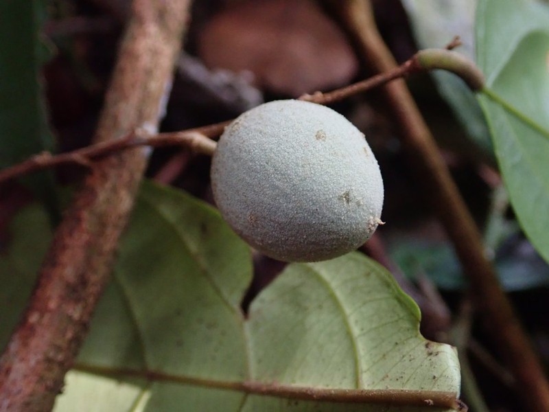 Afrostyrax kamerunensis photo 2