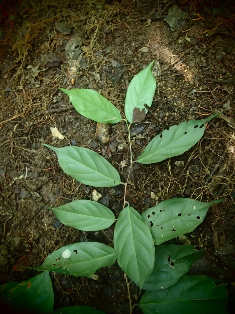 Afrostyrax kamerunensis photo 3