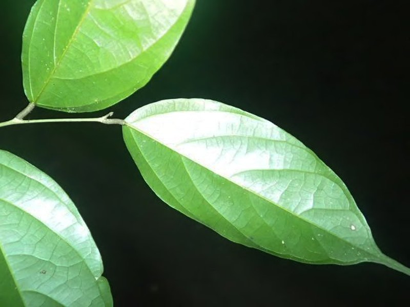 Afrostyrax kamerunensis photo 4