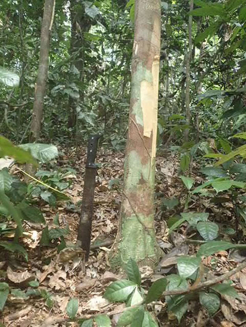 Afrostyrax kamerunensis photo 5