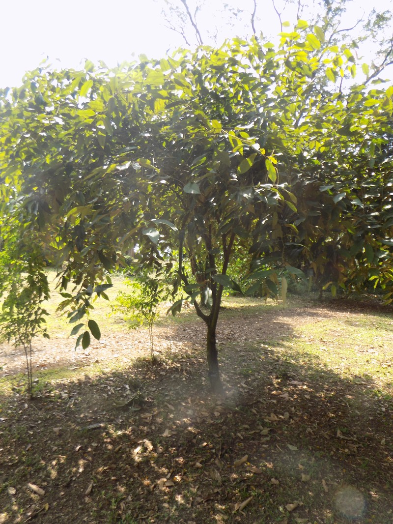 Afrostyrax lepidophyllus