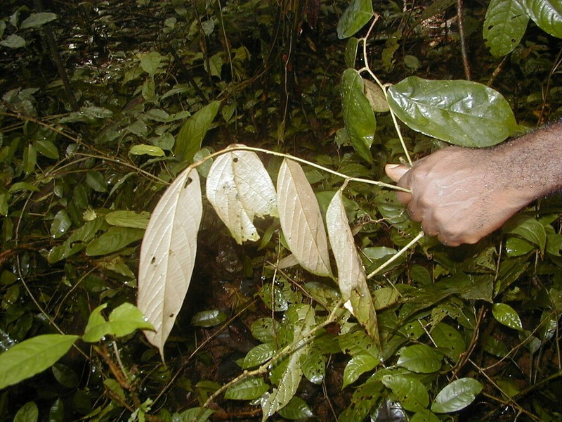 Afrostyrax lepidophyllus photo 2