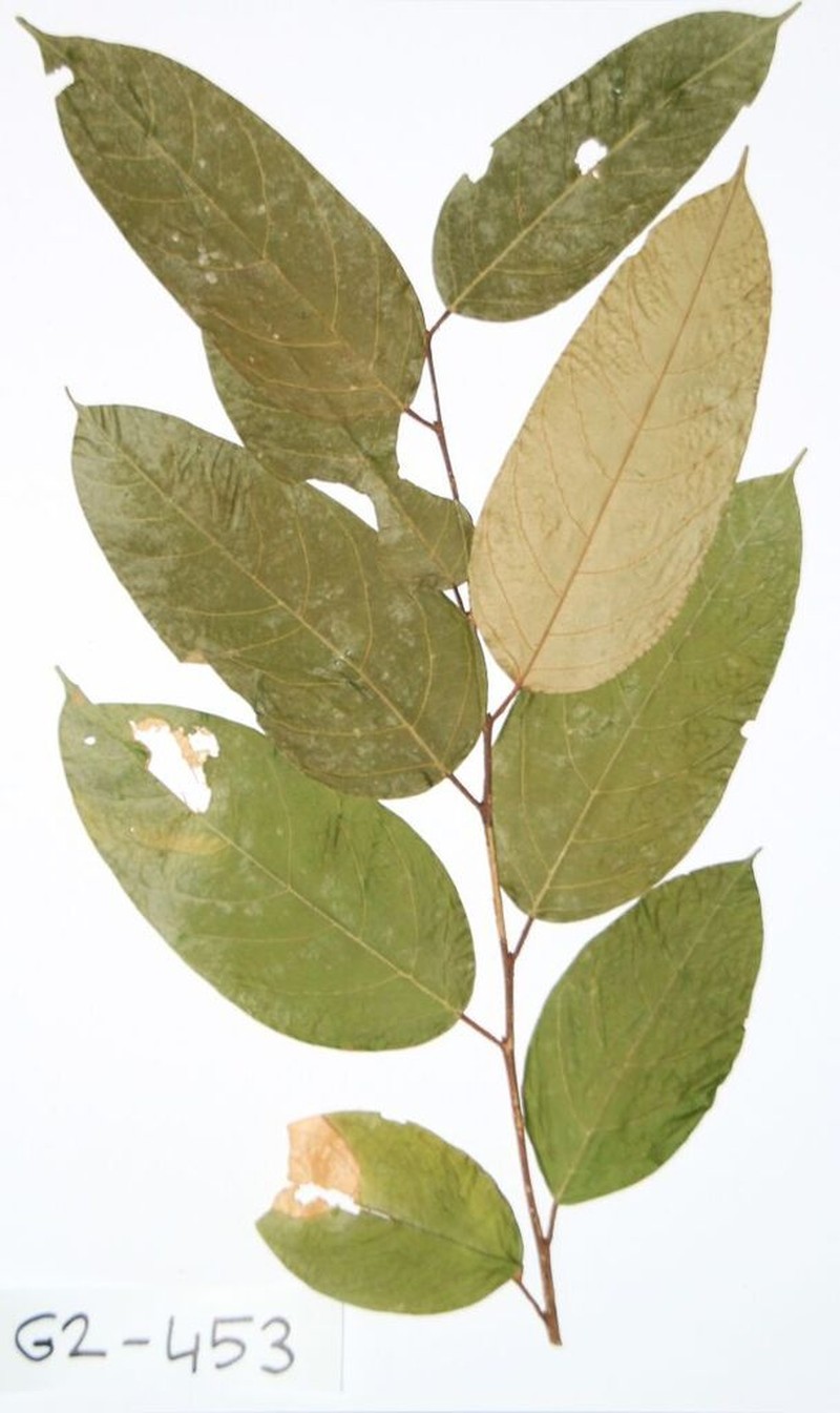 Afrostyrax lepidophyllus photo 3