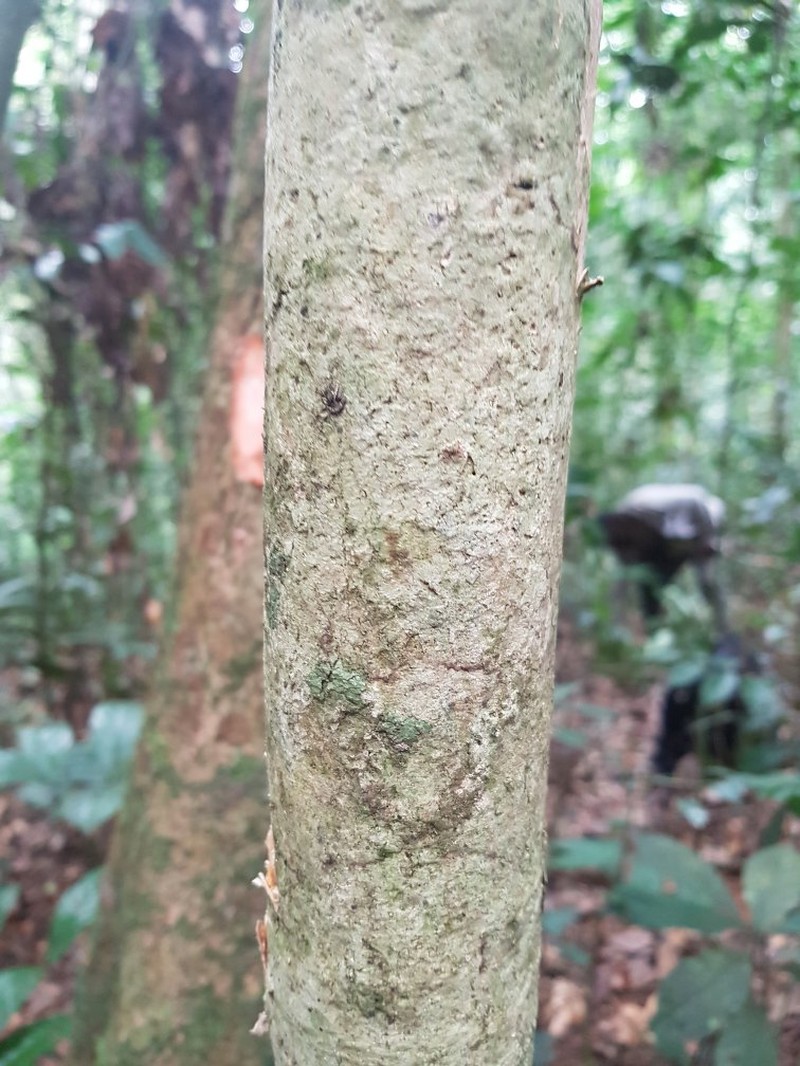 Afrostyrax lepidophyllus photo 5