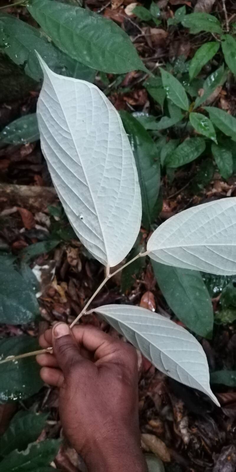 Afrostyrax lepidophyllus photo 6