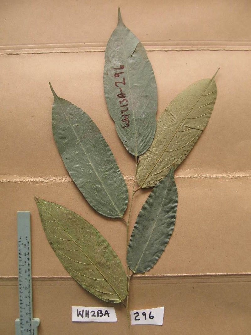 Afrostyrax lepidophyllus photo 7