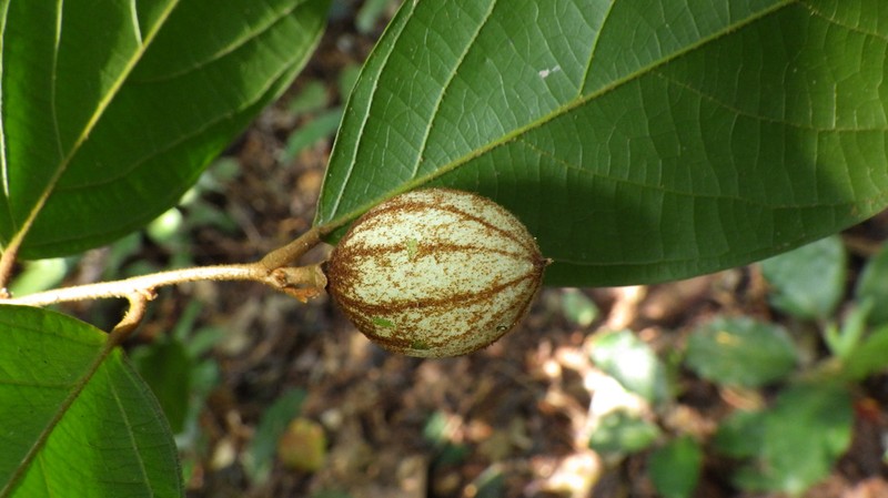 Afrostyrax macranthus