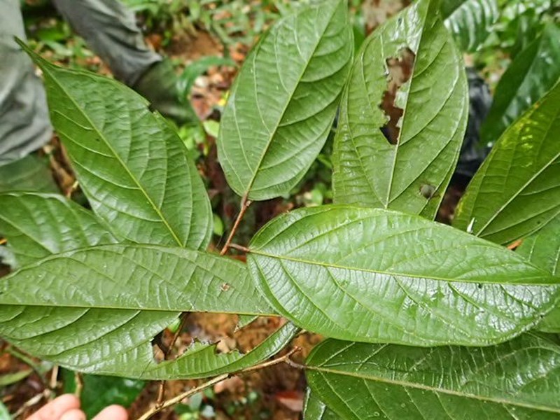 Afrostyrax macranthus photo 2