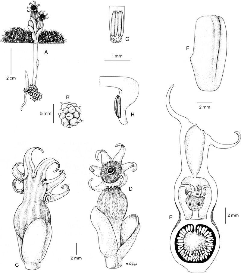 Afrothismia baerae