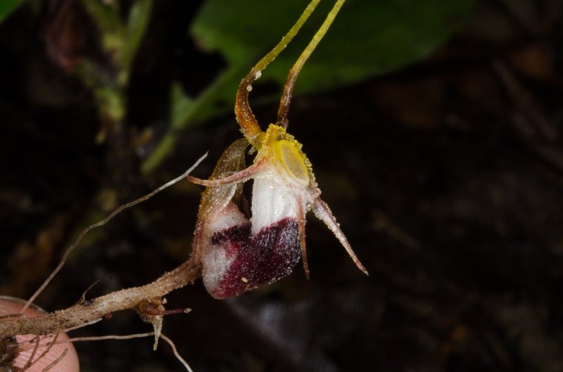 Afrothismia gabonensis