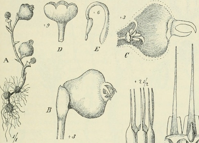 Afrothismia pachyantha