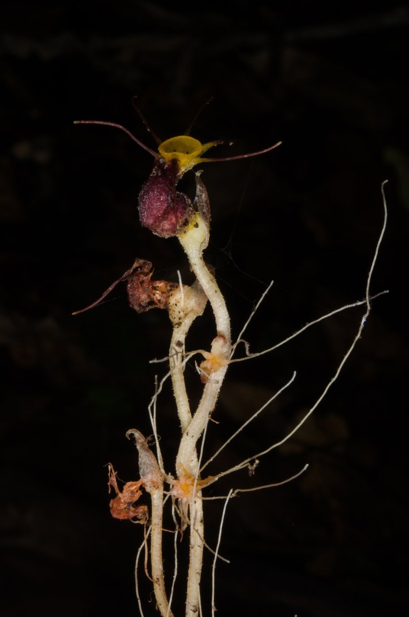 Afrothismia winkleri