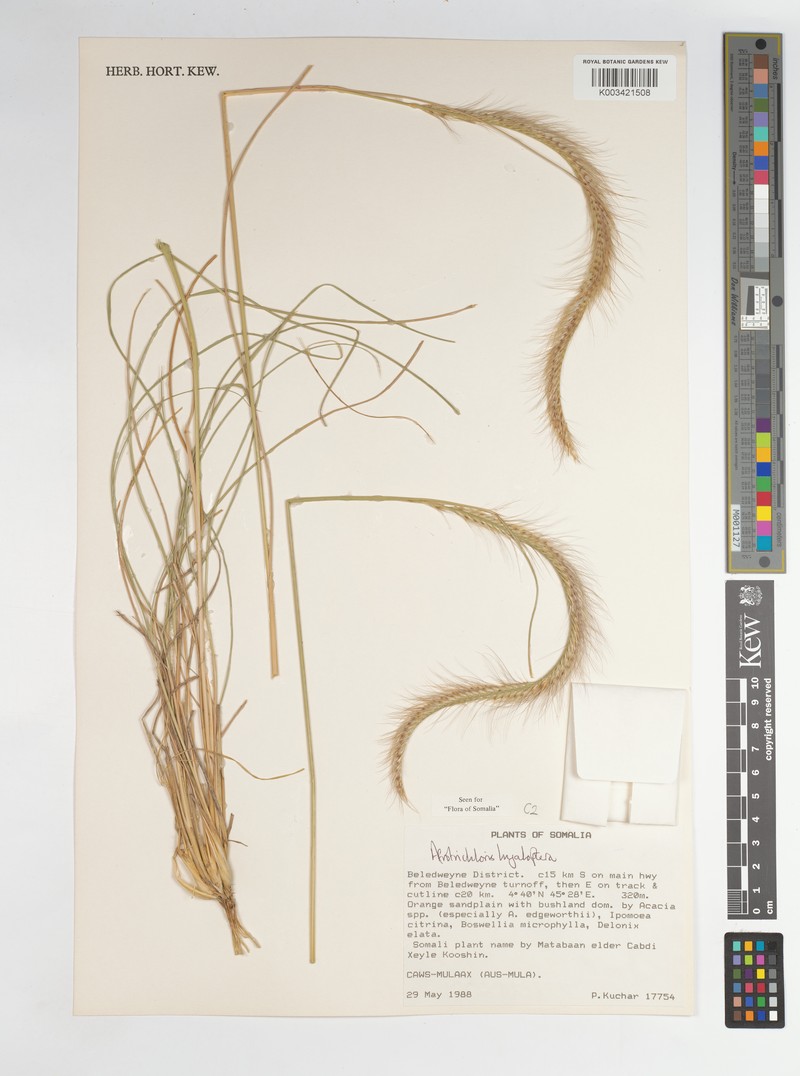 Afrotrichloris hyaloptera