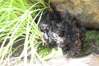 Afrotrilepis pilosa