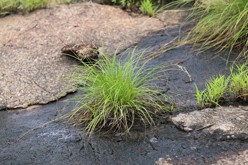 Afrotrilepis pilosa photo 3
