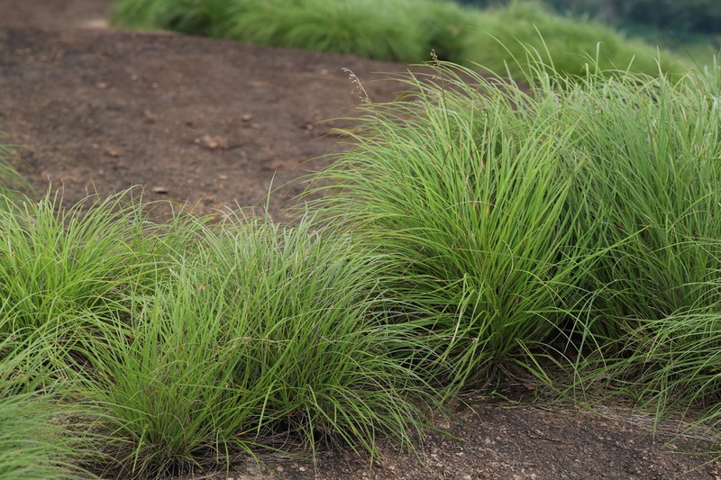 Afrotrilepis pilosa photo 4