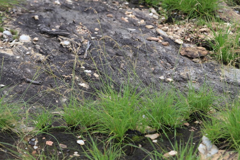 Afrotrilepis pilosa photo 5