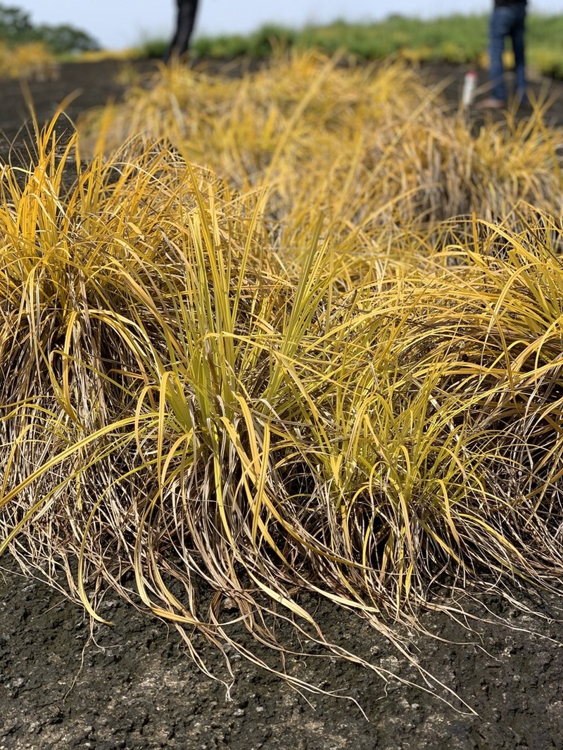 Afrotrilepis pilosa photo 8
