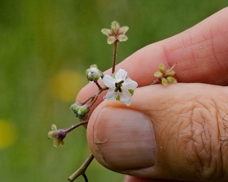 Afrotysonia africana
