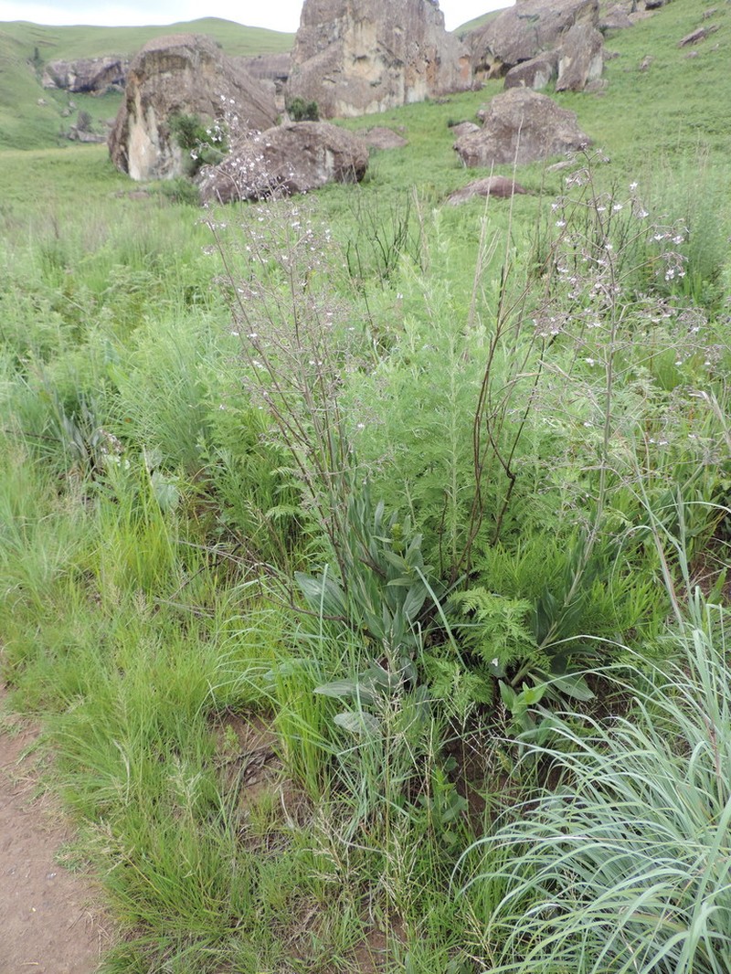 Afrotysonia africana photo 2