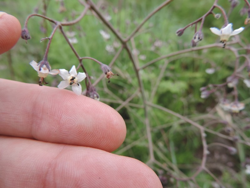 Afrotysonia africana photo 3