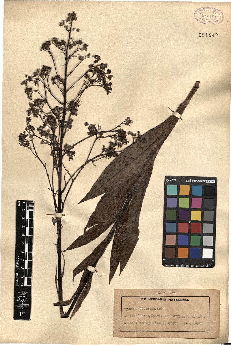 Afrotysonia africana photo 5