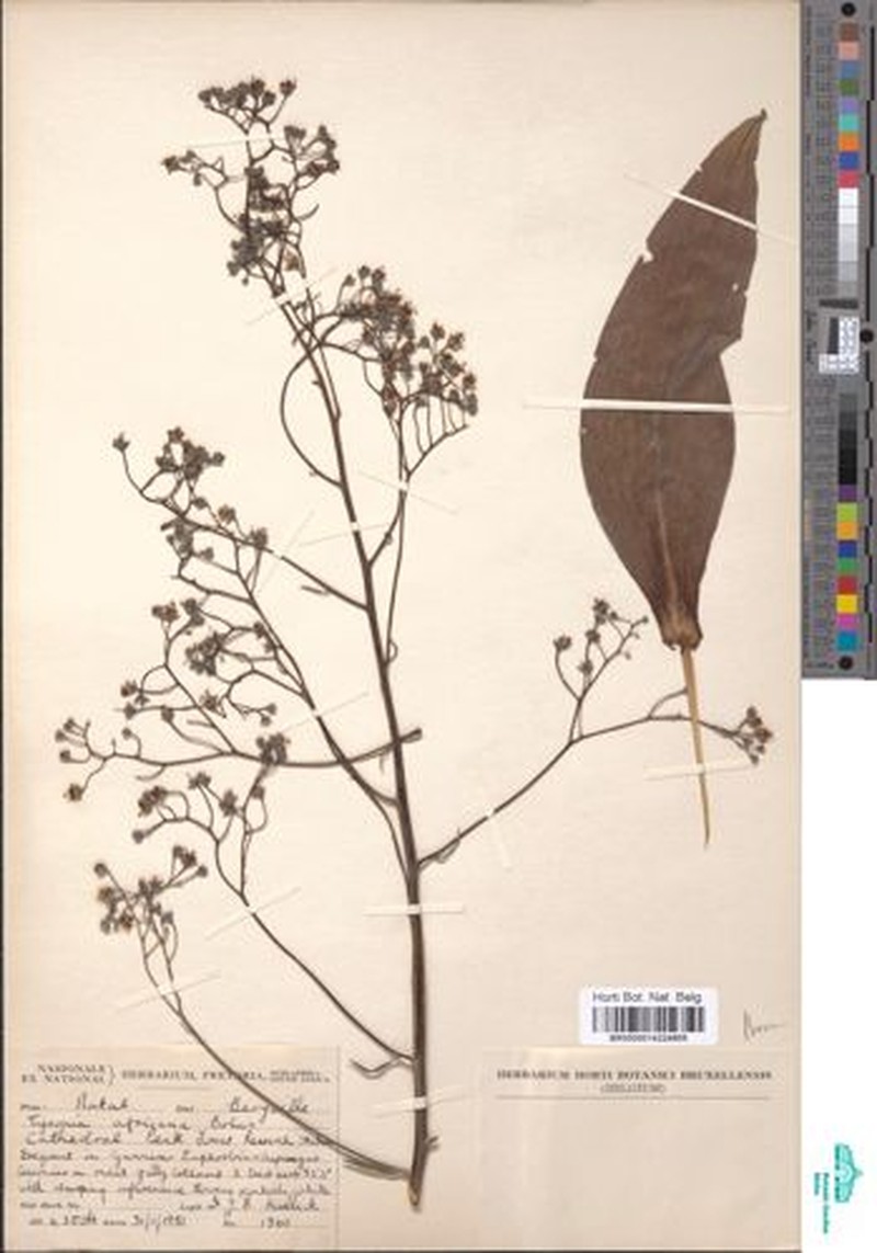 Afrotysonia africana photo 6