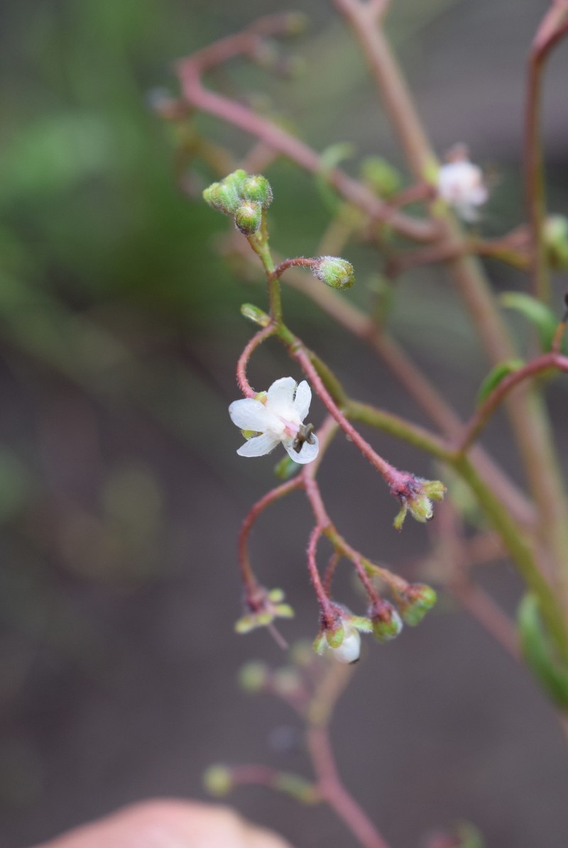Afrotysonia glochidiata photo 4